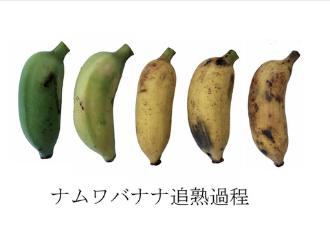 【今だけ特別価格からさらに値下げ！】大人気！沖縄産ナムワバナナ１kg