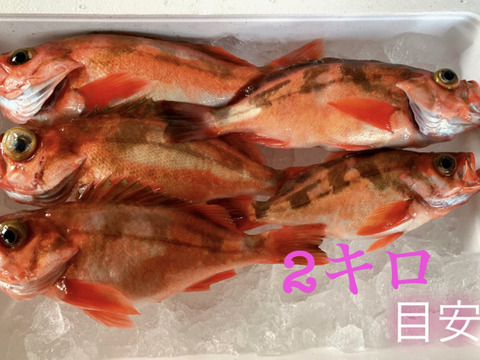 ［お買い得］釣りたて‼️ウスメバルBOX［沖メバル］鮮魚　『高級魚』