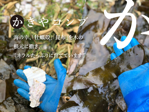 【予約割引！】【濃厚な甘い香りとコク】ポンカン（３㎏・ご家庭用）※１月下旬発送