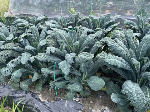 【毎日のスープに】カーボロネロ約600g｜黒キャベツ・栽培期間中 農薬・化学肥料不使用