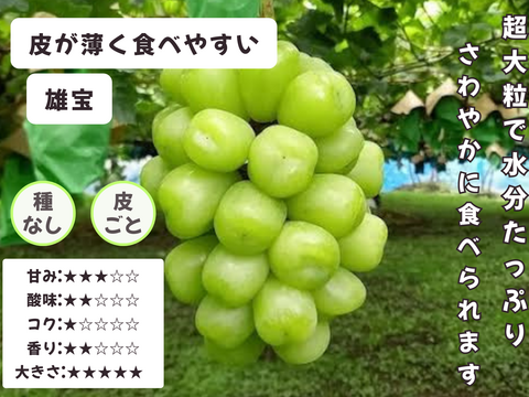 お盆シーズンにお届け可能　シャインマスカット入り　『岡山県産ぶどう』　おまかせ3種食べ比べセット　1.5キロ以上