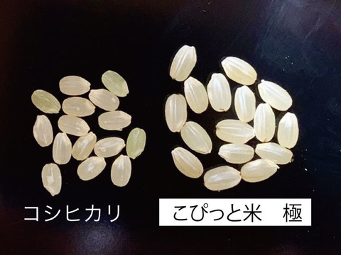栽培期間中 農薬不使用！【極】白米・2kg　きわだつ大粒！こぴっと米