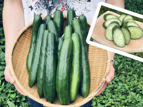 カリッ『やみつききゅうり』2 kg！！【夏限定販売】農薬不使用！