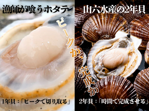《数量限定20件!!》山六水産の２年貝【5kg】ヘラ付