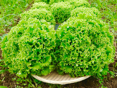 朝採りシャキシャキ食感！ナバロンレタス（大玉4玉）[化学農薬・化学肥料不使用]