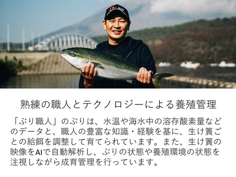 【鹿児島産ぶり】約1.1kg 冷凍・ぶり半身セット（皮無ロイン背腹計２ｐ、カマ１ｐ）