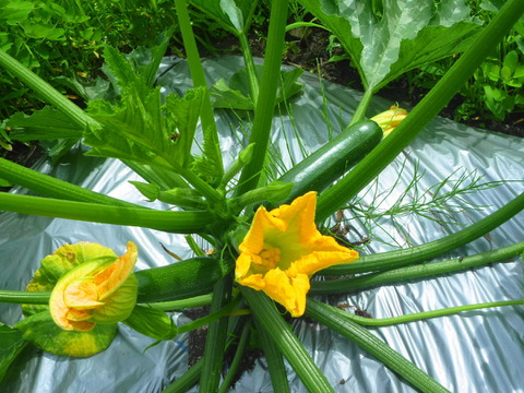 夏の元気！ズッキーニ~20本～農薬/化学肥料・不使用