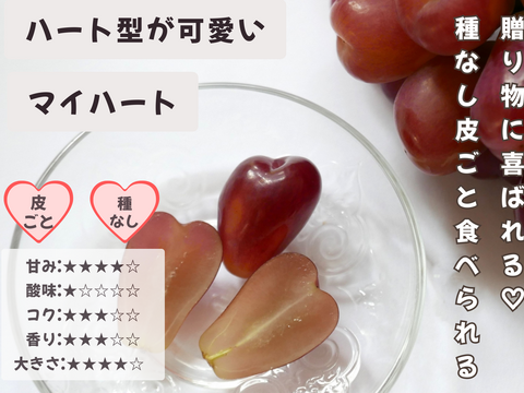 お盆シーズンにお届け可能　シャインマスカット入り　『岡山県産ぶどう』　おまかせ3種食べ比べセット　1.5キロ以上