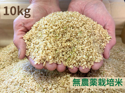 【令和７年産】農薬不使用　コシヒカリ　玄米　10kg（真空袋５kg×２袋）