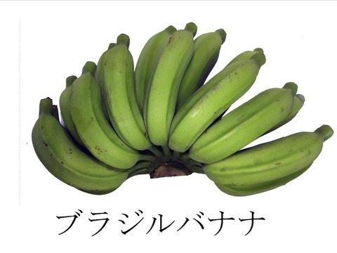 安心・安全！ナムワ＆ブラジルバナナ 計3.5kg