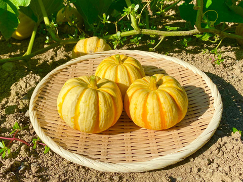 瀬戸牛農園お得な野菜セット(M)5品～7品 / 化学農薬・化学肥料・除草剤不使用