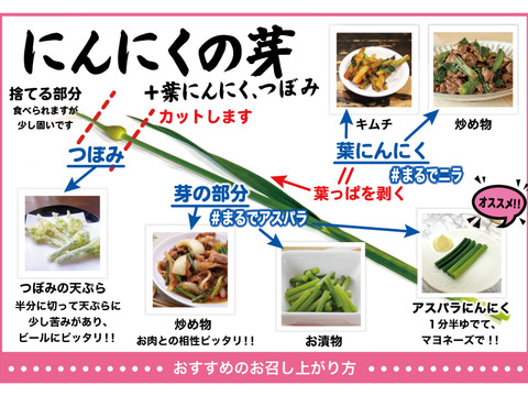 【予約限定】青森県産！農薬不使用のにんにくの芽＋葉＋つぼみ 約１キロ【令和７年新物！】
