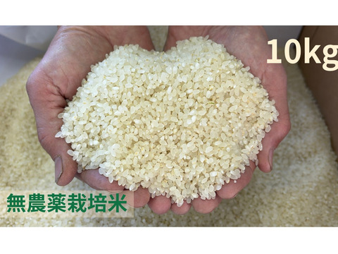 【令和７年産】栽培期間中農薬不使用　コシヒカリ　白米　10kg
