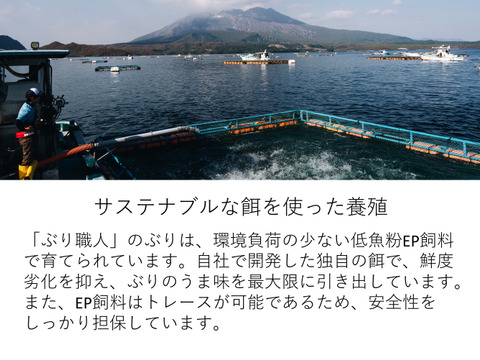 【鹿児島産ぶり】約1.1kg 冷凍・ぶり半身セット（皮無ロイン背腹計２ｐ、カマ１ｐ）