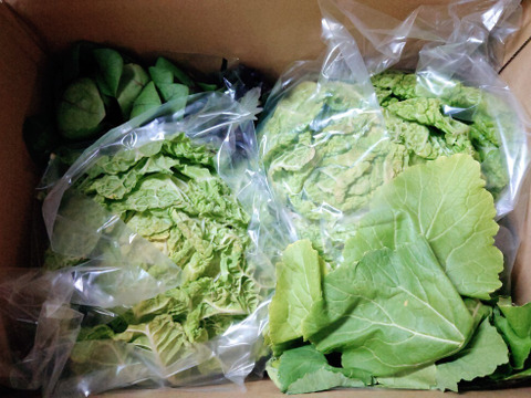 京の冬野菜セット【漢方栽培】