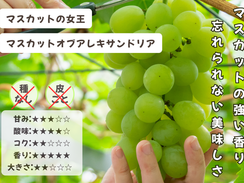 お盆シーズンにお届け可能　シャインマスカット入り　『岡山県産ぶどう』　おまかせ3種食べ比べセット　1.5キロ以上