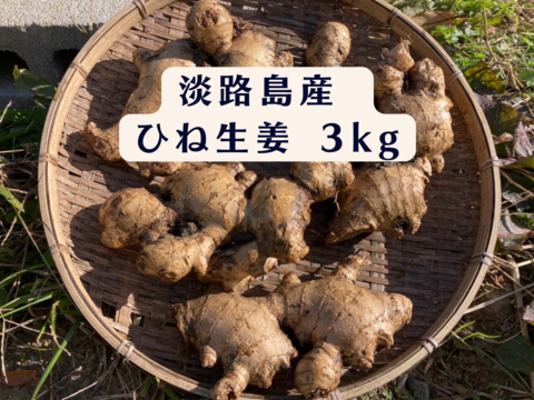 【淡路島が育んだ体と心のスパイス！】愛情込めた自社農園のひね生姜 ３㎏