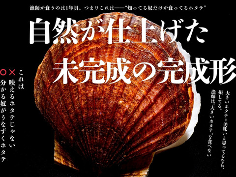 これが本物！漁師が喰うホタテ【５㎏】ヘラ付