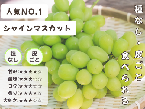 お盆シーズンにお届け可能　シャインマスカット入り　『岡山県産ぶどう』　おまかせ3種食べ比べセット　1.5キロ以上