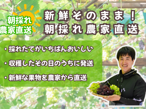 お盆シーズンの贈り物に！『岡山県産ぶどう』シャインマスカット 1.5キロ以上お入れ致します