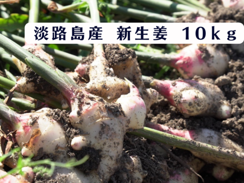 【残りわずか】業務用/生の新生姜10㎏【淡路島が育んだ体と心のスパイス！】淡路島産/愛情込めた自社農園の新生姜 10kg