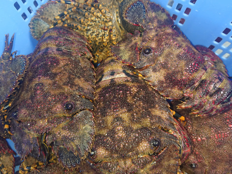 【夏ギフト】稀少！幻しの扱いやすい活〆ゾウリエビ 500ｇ！【未利用魚】（3～5匹）瞬間冷凍！「熨斗対応可」ゆず果汁付　　たび海老　タビエビ 期間限定 イセエビ　エビ