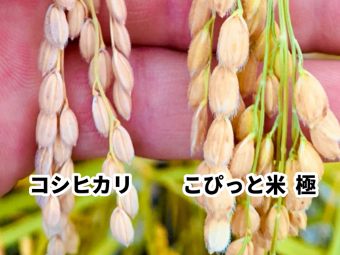 きわだつ大粒！特別栽培米【極】白米・2kg　こぴっと米