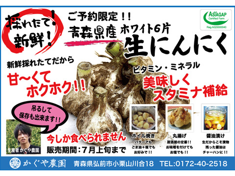 【予約限定】約４キロ！青森県産 最高級品種 ホワイト6片の生にんにく【令和６年新物】