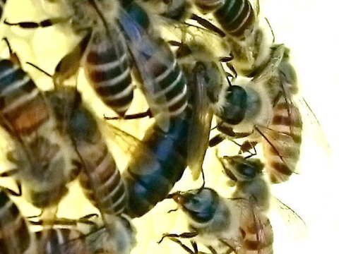 日本蜜蜂の巣蜜☆ねっとりコムハニー☆130グラム×2パック
