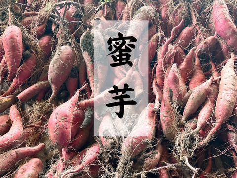 ねっとり熟成密芋！！約２ヵ月以上追熟済み！シルクスウィート（約５kg）