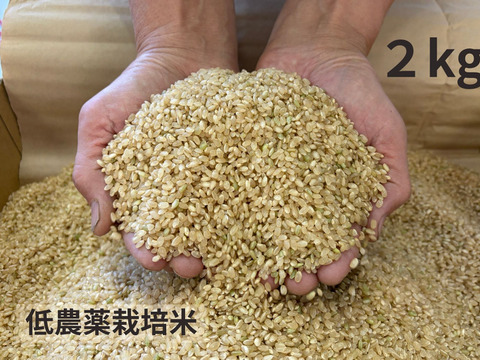 【令和７年産】低農薬栽培米　コシヒカリ　玄米　3kg