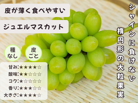 お盆シーズンにお届け可能　シャインマスカット入り　『岡山県産ぶどう』　おまかせ3種食べ比べセット　1.5キロ以上