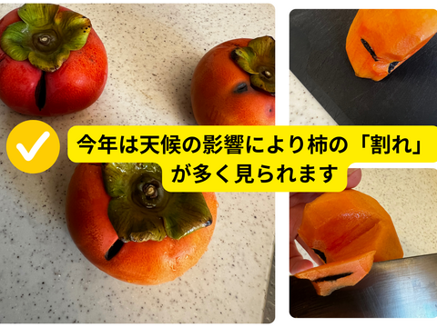 【満天☆青空レストラン出演！】石和の富有柿（種なし・ご家庭用・7.5Kg）
