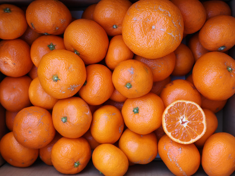 農家直送！有田みかん10kg.≪訳あり（サイズ混合）≫【平武農園】～蛍飛ぶ町から旬の便り～　和歌山｜有田｜田口｜ギフト｜こだわり　産地直送　お取り寄せ