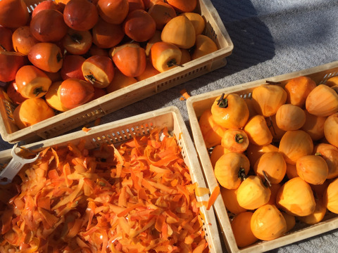 求む！干し柿チャレンジャー【甲州百匁柿10個+あんぽ柿２ケ】干し紐・ガイド付き（受付11月25日迄）