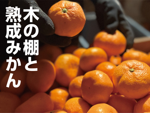 今が食べ頃♫　勝浦産 貯蔵みかん（ご家庭用）10kg｜徳島県勝浦町