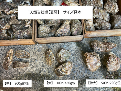 【夏の御馳走】夏輝/鳥取沖産/天然岩牡蠣/大サイズ/15個【生】【夏ギフト】