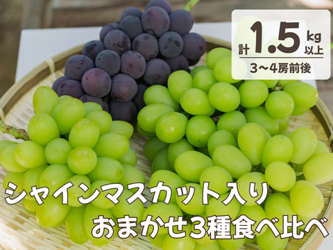 お盆シーズンにお届け可能　シャインマスカット入り　『岡山県産ぶどう』　おまかせ3種食べ比べセット　1.5キロ以上
