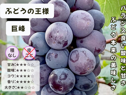 ☆ぶどう好きにオススメ☆ たっぷり6品種をお届け 岡山県産ぶどうおまかせ6種食べ比べ