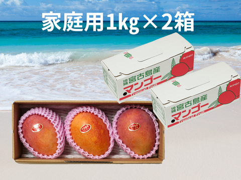 家庭用2箱買い】宮古島産完熟マンゴー1㎏(2～3玉)×2箱：沖縄県産の