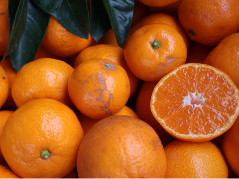 【冬ギフト】農家直送！有田みかん10kg≪訳あり（サイズ混合）≫【平武農園】～蛍飛ぶ町から旬の便り～　和歌山｜有田｜田口｜ギフト｜こだわり　産地直送　お取り寄せ