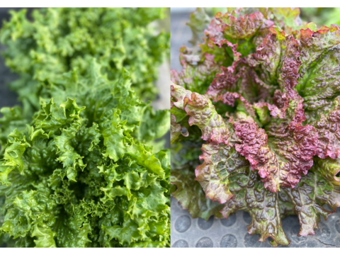 【食べ比べセット】グリーンリーフレタス1玉・サニーレタス1玉　群馬県東吾妻町産