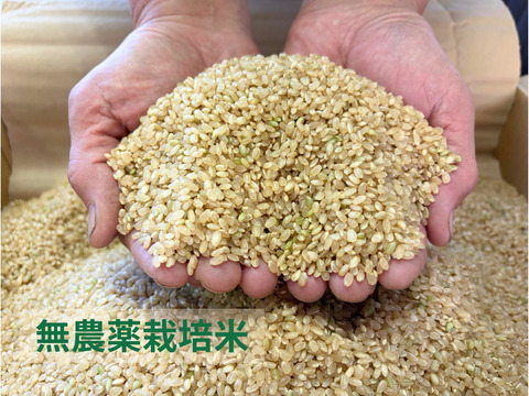 【令和７年産】栽培期間中農薬不使用　コシヒカリ　玄米　3kg　贈答用