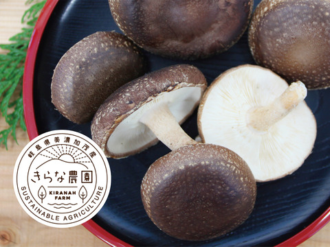 【期間限定】ジューシーで風味豊かな原木しいたけ『生』500g