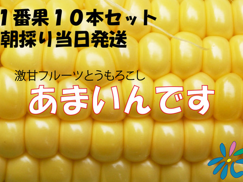 【朝どれ】フルーツとうもろこし『あまいんです』10本　希少な１番果のみを厳選出荷！