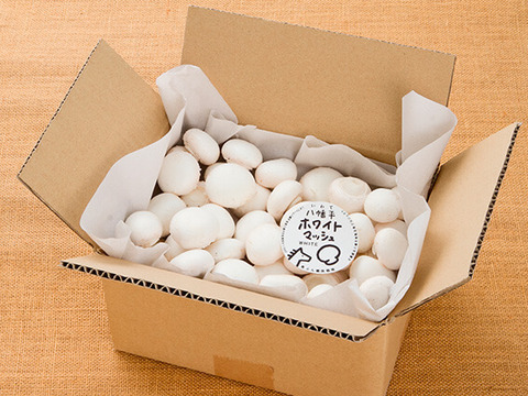 料理王国100選2024"優秀賞"に選出★【八幡平マッシュルーム ホワイト】 2kg