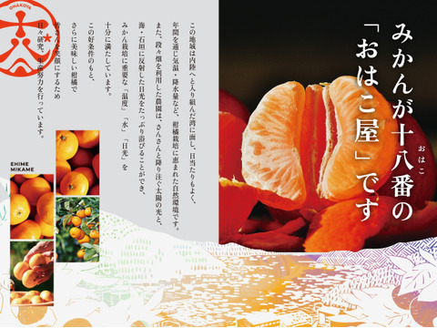 『大人気商品』おはこやのおはこみかん  10㎏