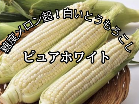 【6月中旬発送】白いとうもろこしピュアホワイト 2Lサイズ10本入