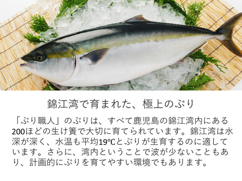 【鹿児島産ぶり】約2.2kg 冷凍・ぶり１尾セット（皮無ロイン1.8kg、カマ2p）