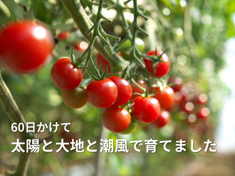 ♦訳ありでお得８%off♦見た目より味で勝負！出汁を与えた超濃厚ミニトマト　農カード付　2.0kg　出汁推し実